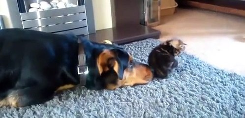 Il gattino dispettoso che non vuol giocare con il cane