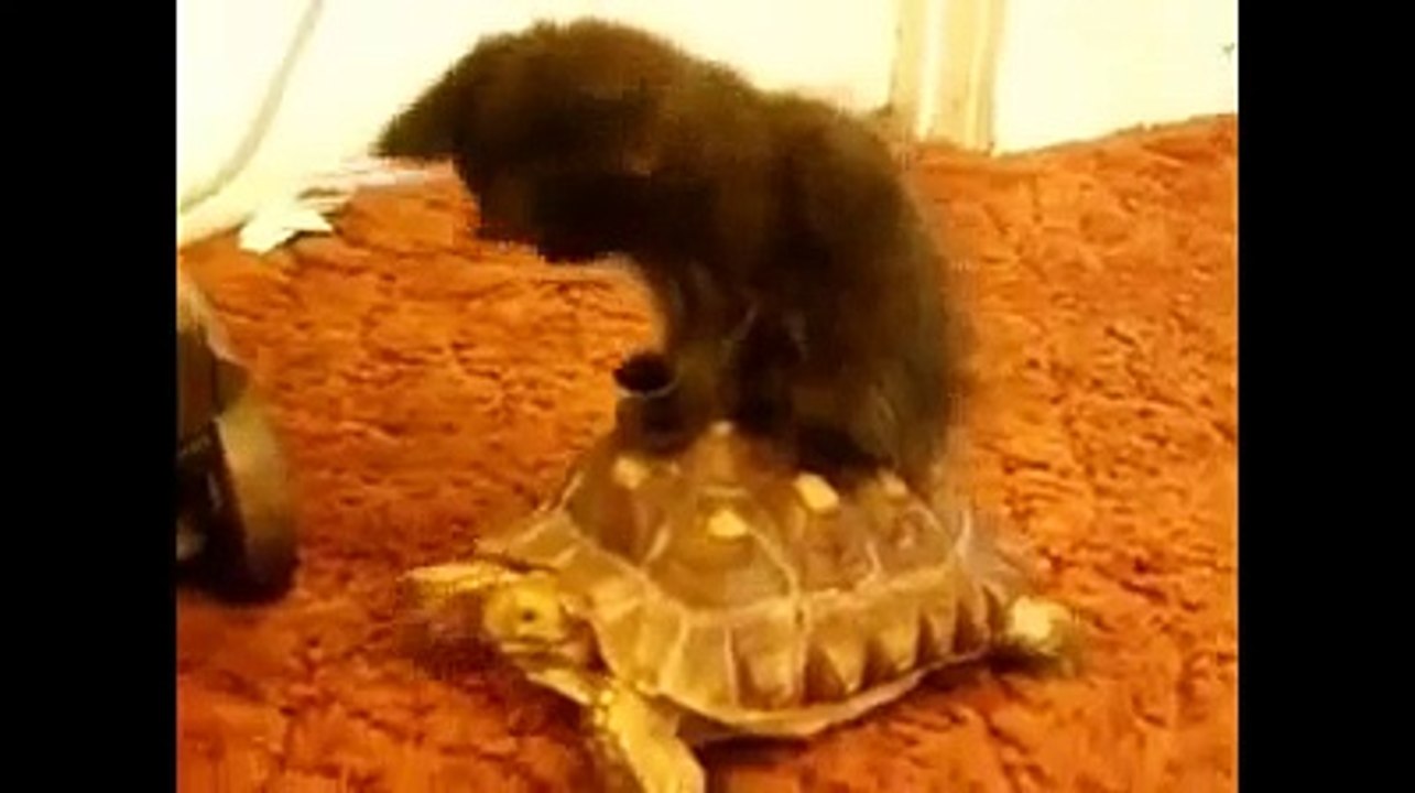 En yeni komik kediler  -) ☆ Komedi ve Eğlence izle (video)  ツ