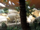 Il Modo In Cui Questi Elefanti Accorrono In Aiuto Del Cucciolo è Uno Spettacolo