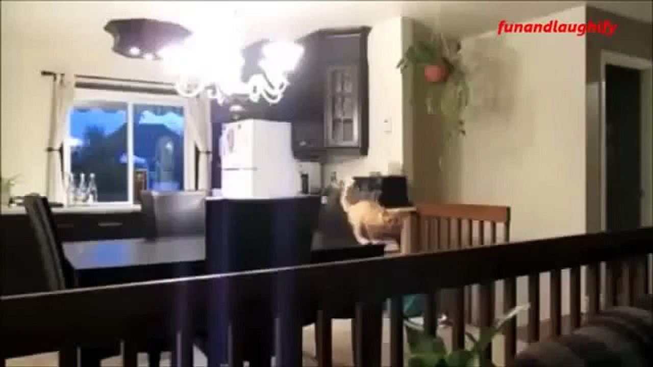 Funny Cats Falling Fail Best Compilation [Full Episode]