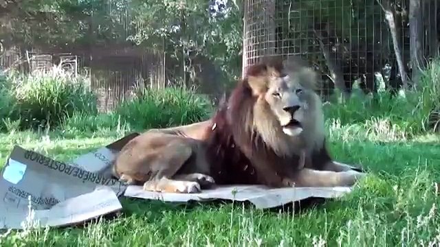 Большие кошки тоже любят коробки - всем смотреть!