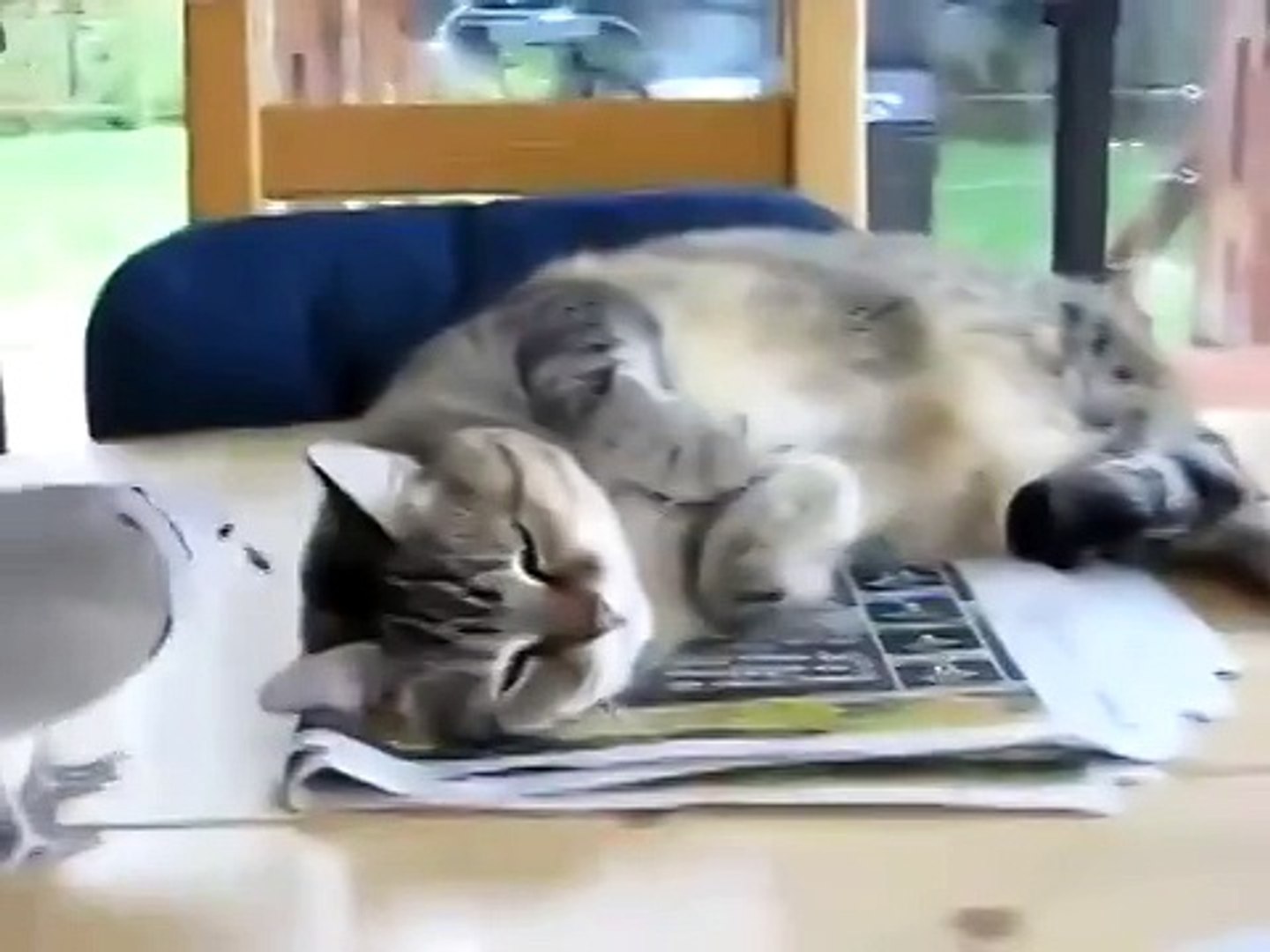 ⁣Будильник для кота!