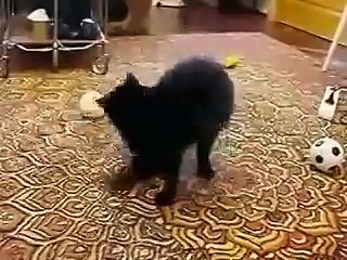 Горностай докопался до кота! _)