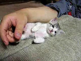 Засыпающий котенок!