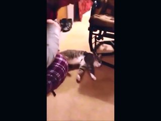 Кот притворщик порвал ютуб!