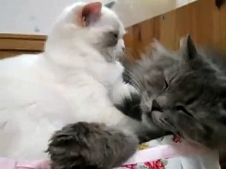 Котик усыпляет другого котика )