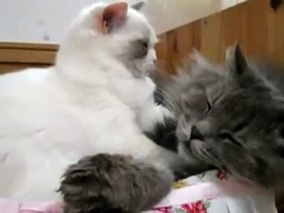 Котик усыпляет другого котика )