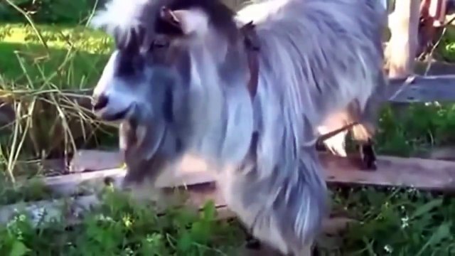 HD kalite en komik hayvan videoları ☆ Komedi ve Eğlence izle (video) ツ