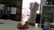 İdda ediyoruz bunlar en komik ve sevimli kediler ☆ Komedi ve Eğlence izle (video)  ツ
