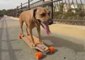 Skater Dog Bamboo Tries Out the Evolve Electric Skateboard
