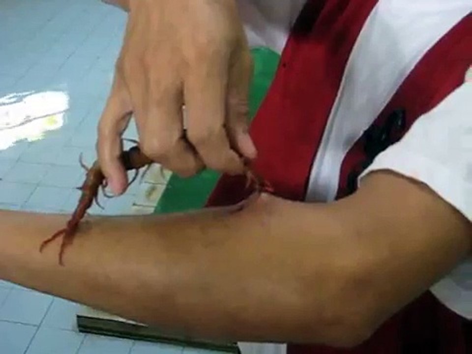 LiveLeak.com - Weird Performer Allows Huge Centipede To Bite The Shit Out Of His Arm
