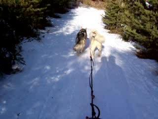 Chiens de Traineau