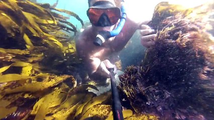 Murky Freediving at Victoria Beach, South Laguna