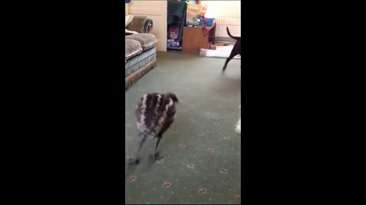 Emu vs. Dog