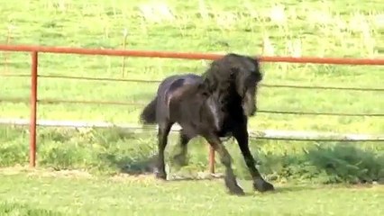 We Just Discovered Frederik, The Most Photogenic Horse In The World. Seriously, Look At Him.