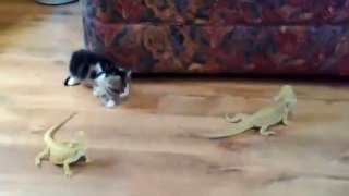 Funny Cat Scared Of Bearded Dragons (NOT IGUANA) lol