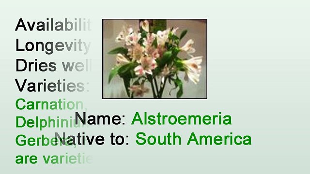 How to Care for Cut Alstroemeria Lily - Heather Floral on Alstroemeria Lilies