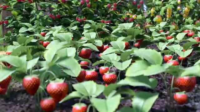 BEAR AND BABY SETS 3 HD - COOKING THE SAME DOCTOR BEAR