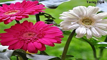 Chaman phool bi tujko ghulab kehte hain mp3