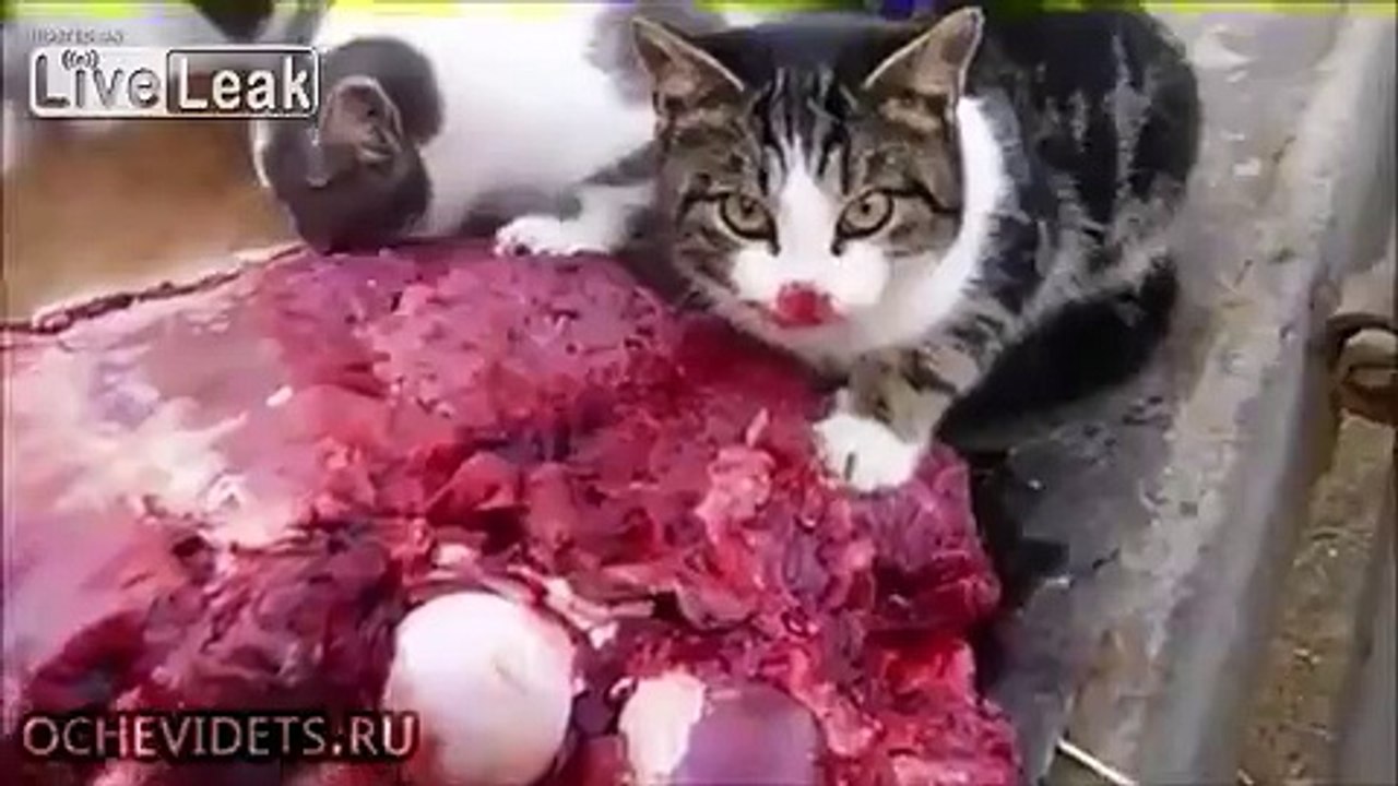 Cats having Breakfast....