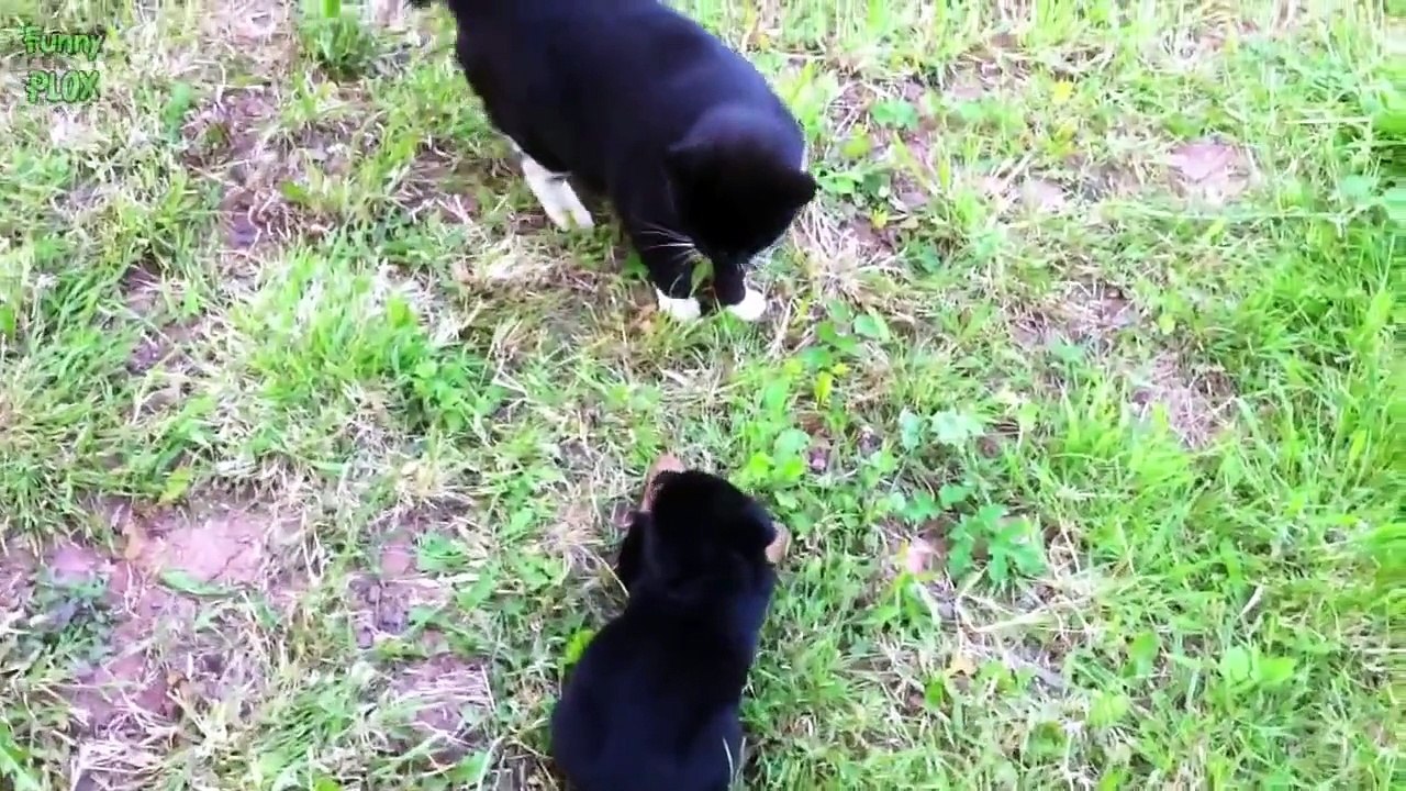Cats Meeting Puppies for the First Time Compilation 2014 [NEW HD]