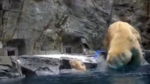 Ce petit ours polaire glisse et tombe à l'eau. Mais regardez bien en arrière-plan.