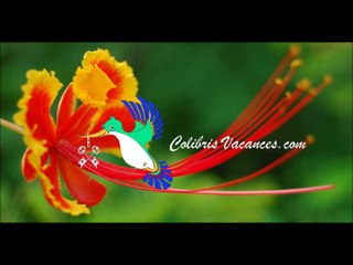 Colibris Vacances-Maison-Gîte-Saint-Emilion-563