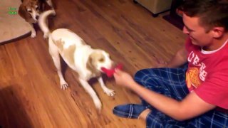 Funny Dogs Sliding on Wood Floors Compilation 2013 [HD]