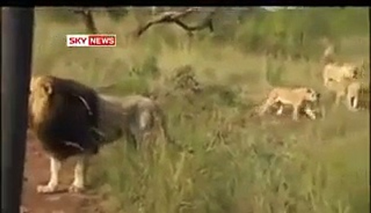 man playing with big cats