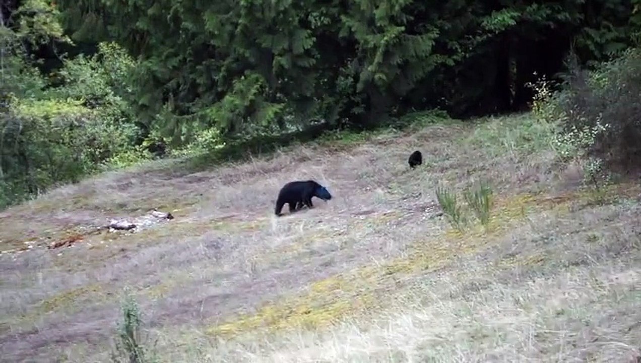 Bear with mysterious blue head spotted off highway (wild special)