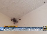 Video shows cockroach infestation at Phoenix apartment
