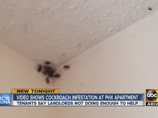 Video shows cockroach infestation at Phoenix apartment