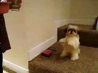 Watch this dog PRAY before his meal