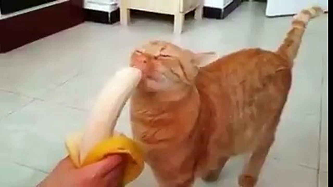 Mao the Cat loves bananas
