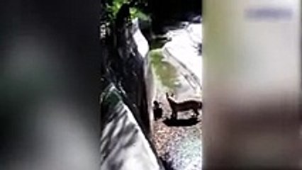 Kaplan Tarafından Parçalanan Genç! İşte O Anlar!