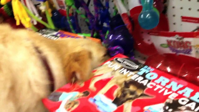 Ce chien va choisir tout seul son jouet dans le magasin!