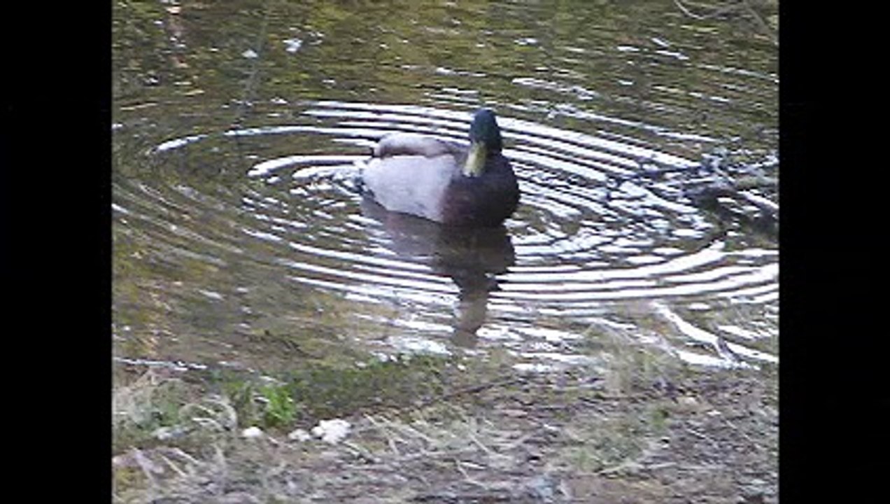 Pays de Bitche  (un tour en vtt soucht-Bitche.)