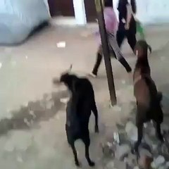 Bakra In action Top 10 funny videos of all time - Funny videos - Prank videos - Social experiment