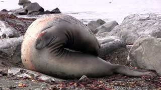 Adorable Elephant Seal Pup Walks Right up to People in the Antarctic