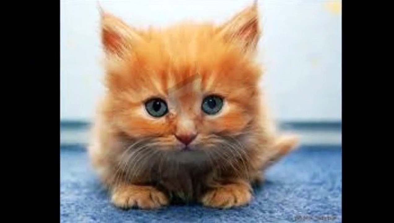 cutest kitten ever