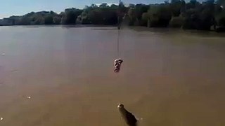 Incrível imagem de crocodilo saltando para fora d'água...