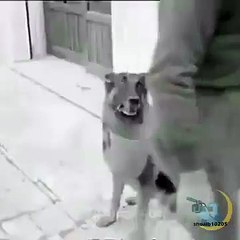 Dog Acts like A Poor People for Eat Some Meat