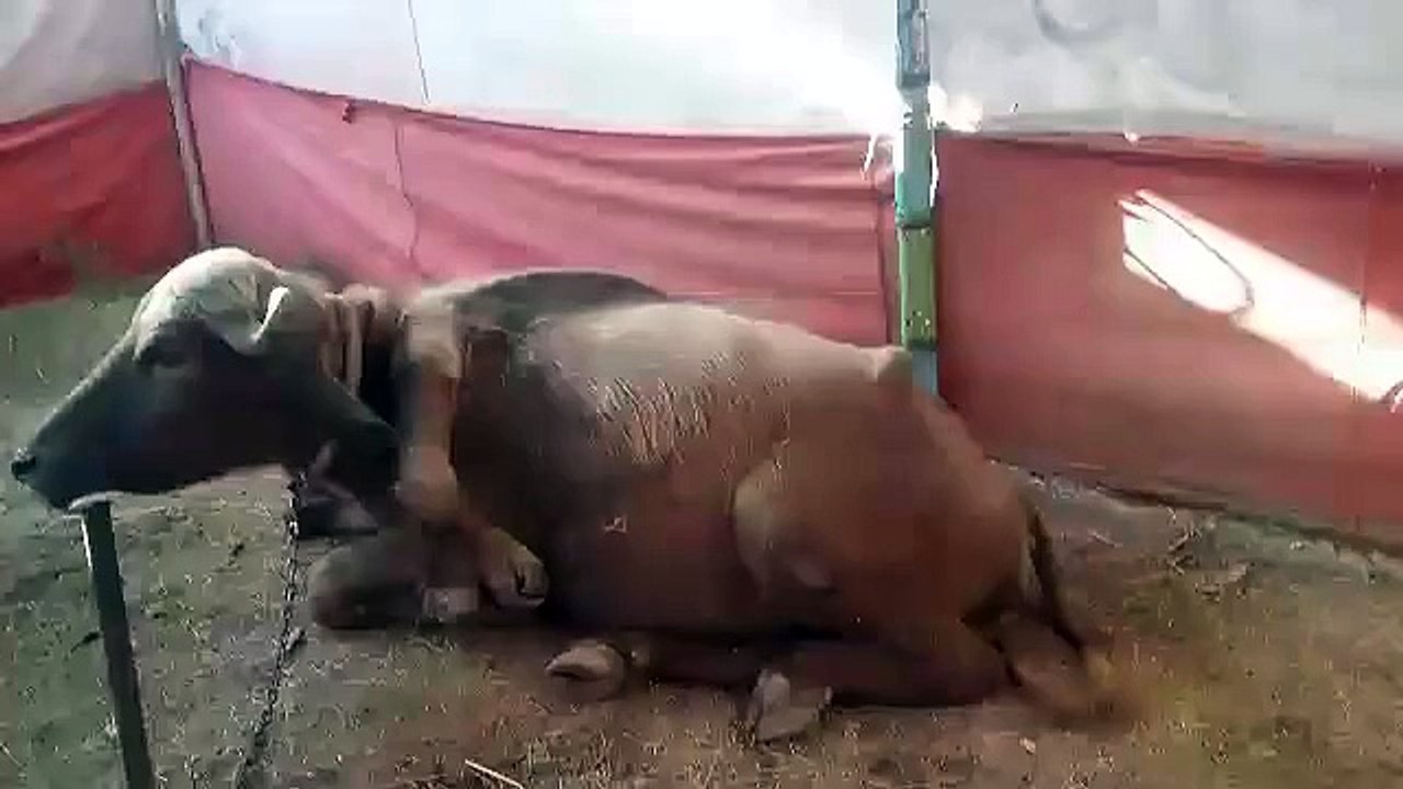 Watch World's First 6 Legged Cow SUBHANALLAH