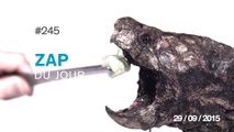 ZAP DU JOUR #245 : Attaques mortelles d'animaux / Road rage / Stop aux accidents ! / Paddle avec des baleines /