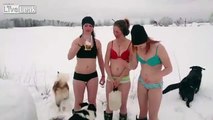 cows swedish  women skis and dogs oh and alcohol