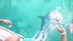 Un dauphin rapporte un smartphone tombé à l'eau... Tellement intelligent ces animaux!