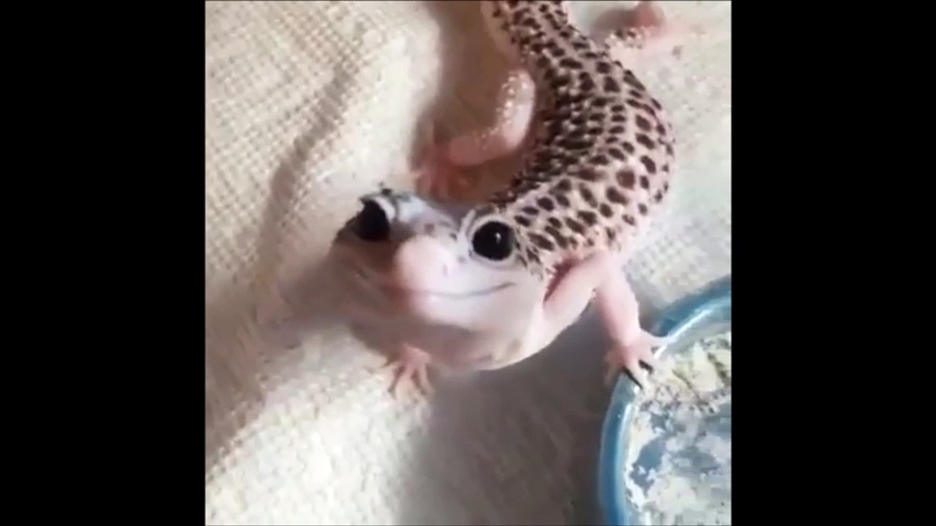 Ce Lezard Est Le Plus Heureux Du Monde Sourire Jusqu Aux Oreilles Video Dailymotion