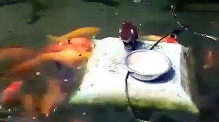 下载视频: Un canard nourrit des poissons rouges... trop mignon