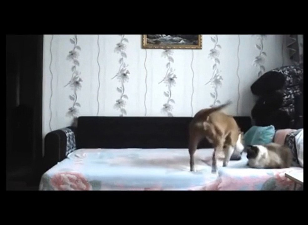 Ce chien n'a pas le droit de monter sur le lit donc quand son maître n'est pas là...