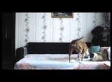 When his owner is not at home, this dog jumps on the bed!!!